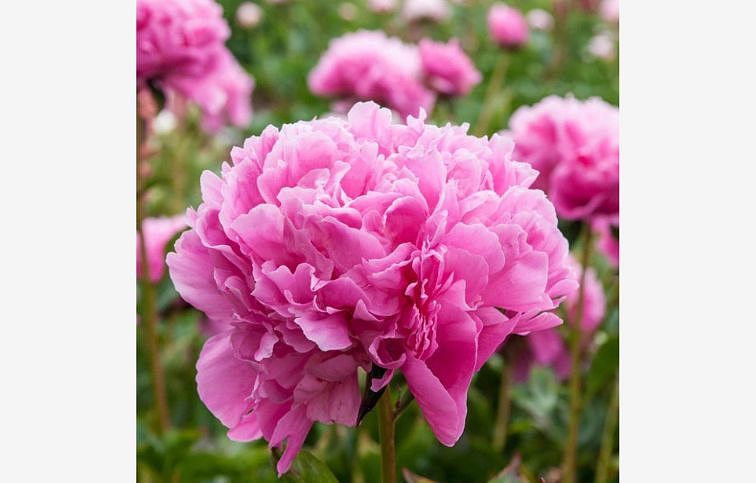 Pivonka bylinná Edulis Superba - Paeonia lactiflora, kont. p11