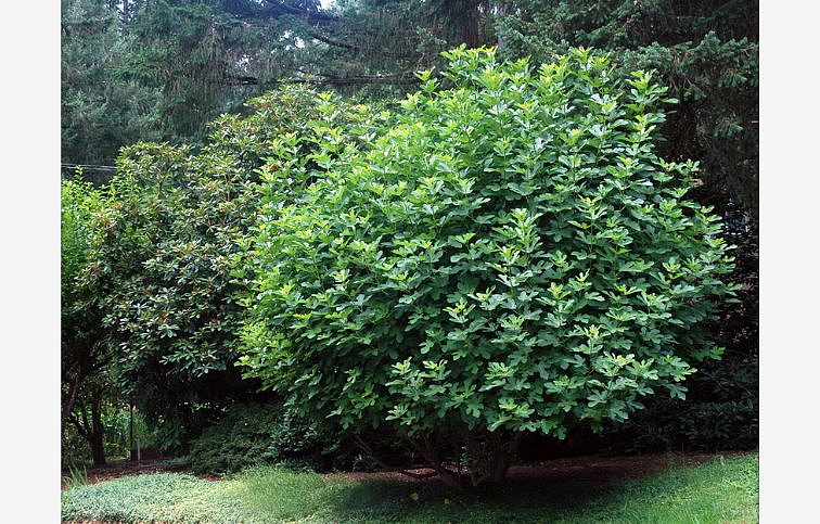 Figovník Turca 30-40 cm, kont. 2 l