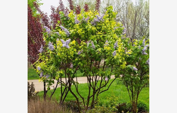 Orgován obyčajný Aucubaefolia 50-80 cm, kont. 3-4 l