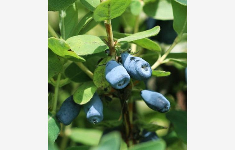 Zemolez kamčatský Czelabikka 30-50cm - Lonicera kamtschatica kont. 1,5 l