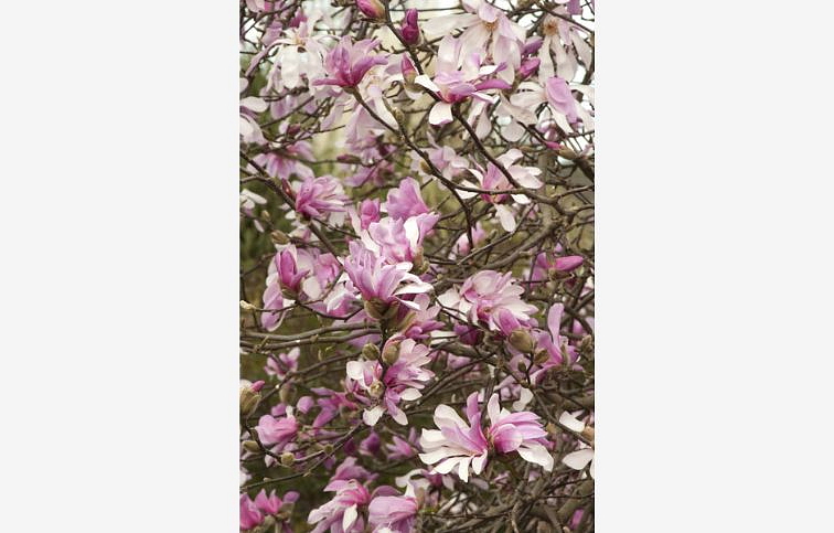 Magnólia Leonard Messel 90-120cm, kont. 10 l