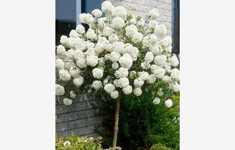 Kalina Eskimo na 70-80cm kmienku, výška 100-130cm, kont. 5 l