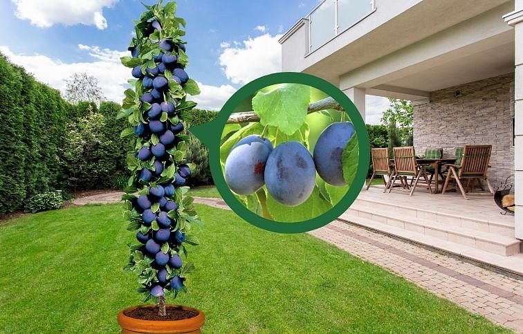 Slivka stĺpovitá Imperial podp. myrobalán, voľnok.