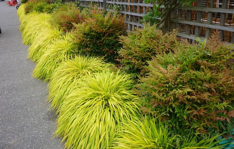 Rákosovka veľká All Gold - Hakonechloa macra, kont. 0,5 l