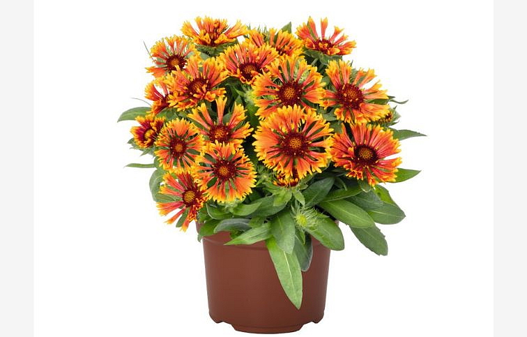 Kokarda osinatá SpinTop Mariachi Copper Sun - Gaillardia, kont. 1 l