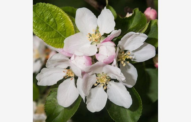 Okrasná jabloň Yellow Siberian na cca 110cm kmeni, v. 220-250cm obv. km. 12-14cm kont. 25l