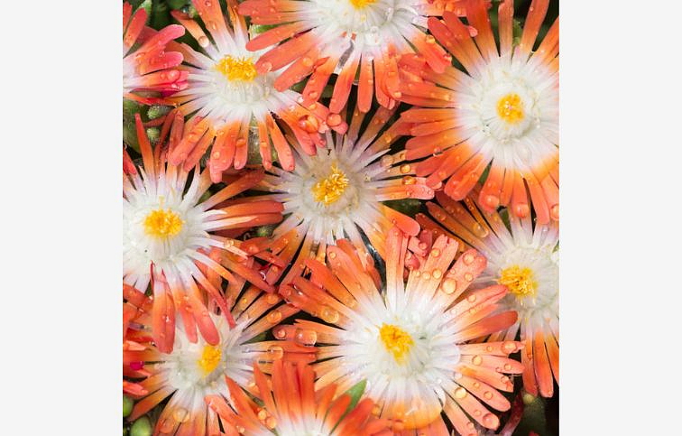 Poludňovka Royal Ranger Red - Delosperma, kont. 0,5 l