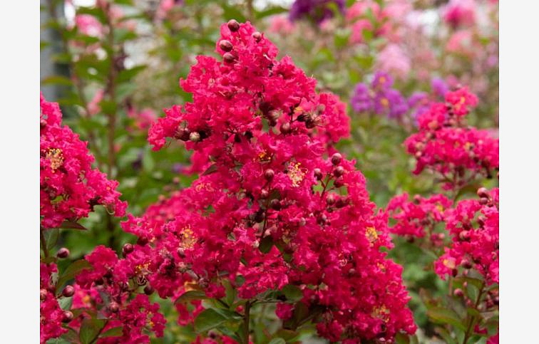 Myrta krepová RED IMPERATOR 60-90 cm, kont. 9 l