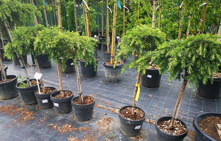 Céder himalájsky FEELING BLUE na kmienku 60-70 cm, kont. 5 l