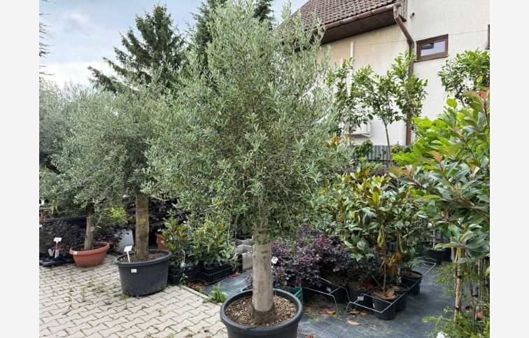 Olivovník európsky výška kmeňa 80-90cm, obvod kmeňa 40-50cm, výška cca 230cm