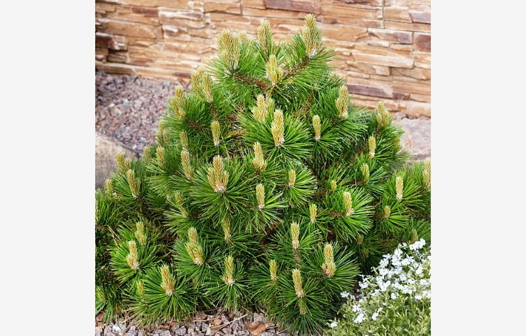 Borovica horská Mugo Mughus 10-20 cm, kont. p13