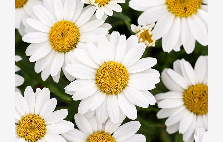 Margaréta Snow Cap - Leucanthemum, kont. 0,5 l