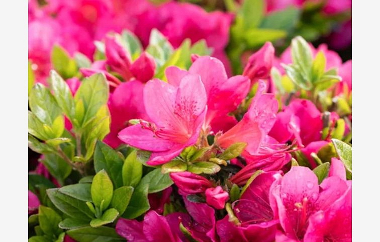 Azalka japonská Little Red 10-20cm - Azalea japonica kont. 2 l