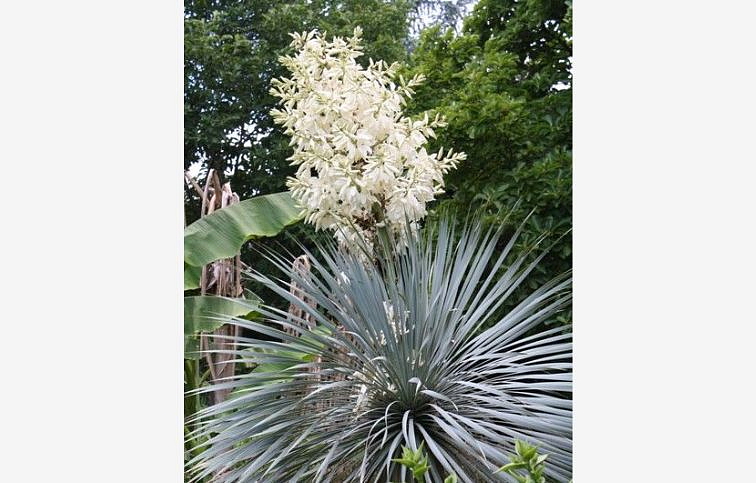 Juka rostrata Sapphire Skies - Yucca, kont. 2 l