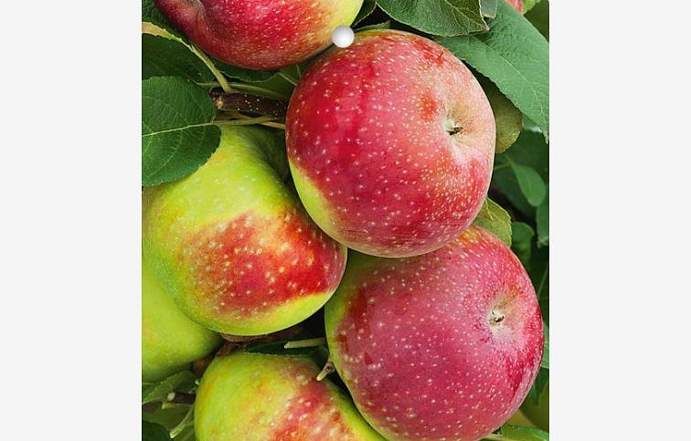 Jabloň Lobo, podp. M26, voľnok.