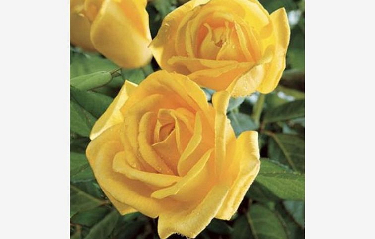 Ruža stromčeková Golden Perfumella na cca 90cm kmienku, výška 120-130cm, kont. 10 l