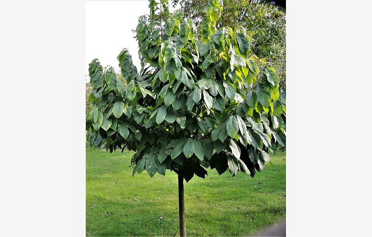 PAW-PAW - ASIMINA TRILOBA 120-140 cm, kont. 9 l