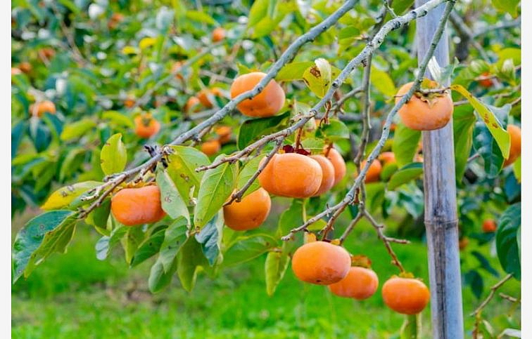 Hurmikaki Jiro 70-120 cm, kont. 2 l