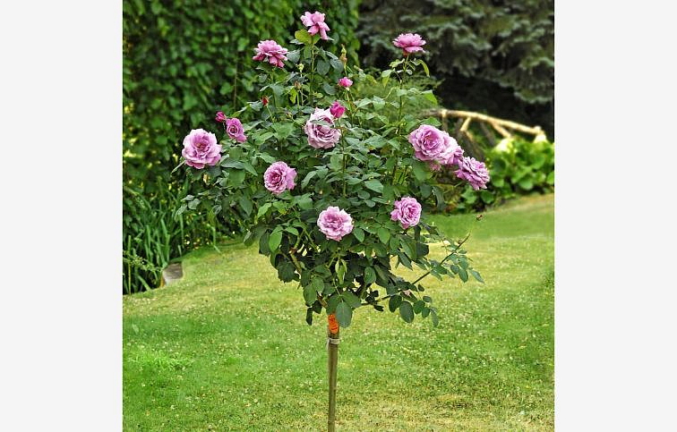 Ruža stromčeková Pacific Blue na cca 90cm kmienku, výška 120-130cm, kont. 10 l