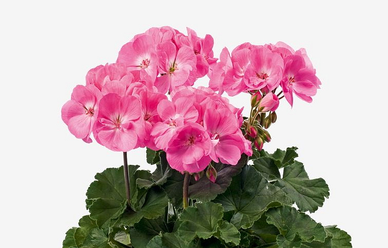 Muškát vzpriamený Rosita - Pelargonium, kont. 0,7 l