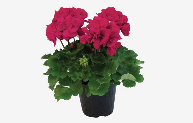 Muškát vzpriamený Francesco - Pelargonia, kont. 0,7 l