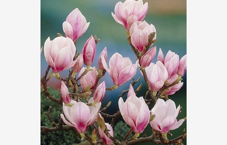 Magnólia Soulangeova 20-40cm - Magnolia soulangeana kont. 3 l