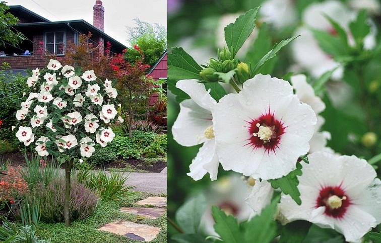 Ibištek sýrsky Red Heart na 70-80 cm kmienku, výška 100-120 cm, kont. C5