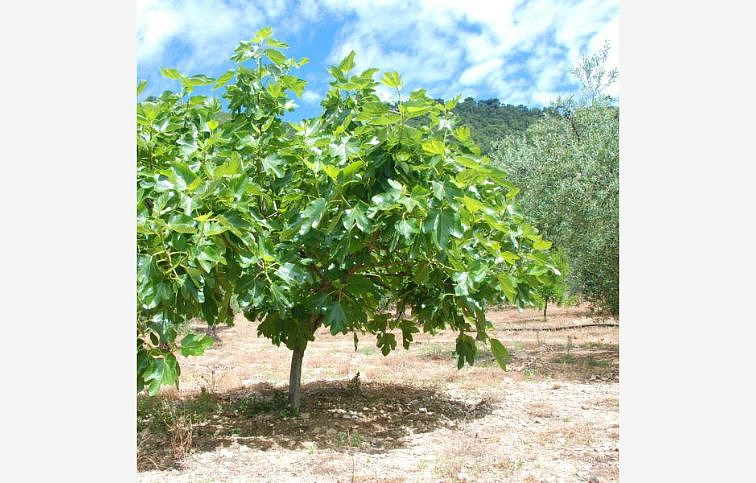 Figovník Dottato na cca 70-90cm kmienku, v. 140-180cm, obv. km. 6-8cm, kont. 15 l