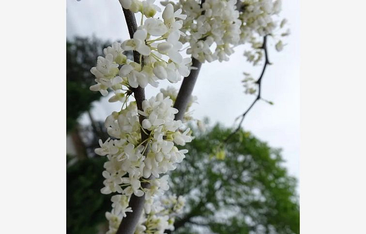 Judášovec kanadský Vanilla Twist 200-220cm, kont. 25 l