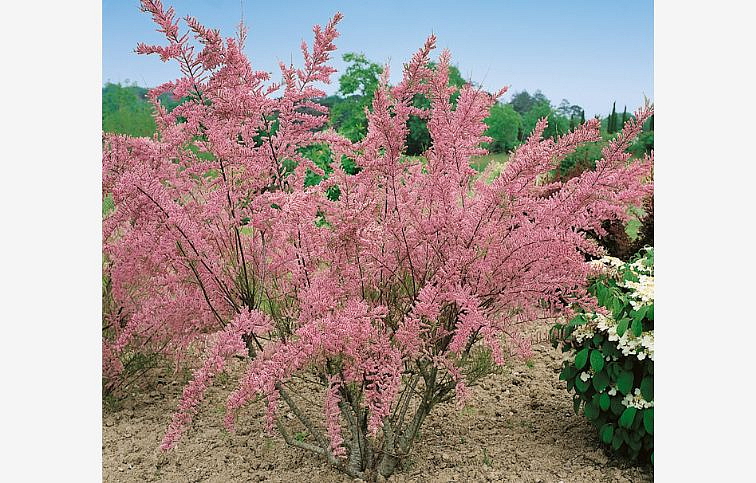 Tamariška malokvetá 40-70cm - Tamarix tetrandra kont. 3 l