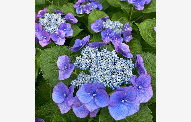 Hortenzia kalinolistá Lacecap Nizza Blue 30-40cm, kont. p23