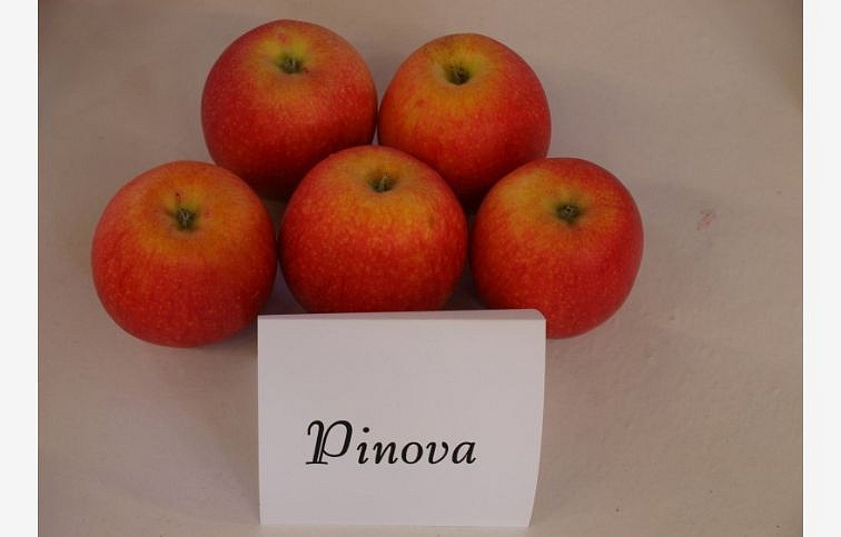 Jabloň Pinova podpník M26, voľnok.