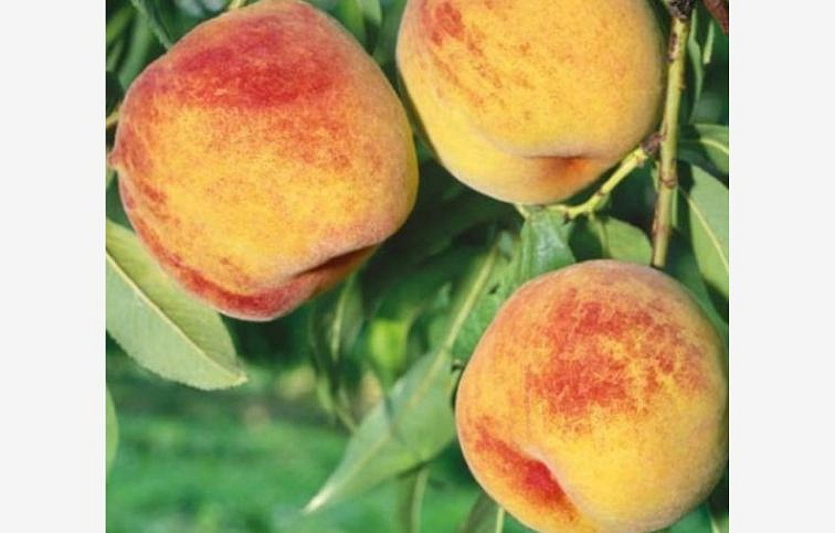 Broskyňa Fenix, podpník Rakoniewická, voľnok.