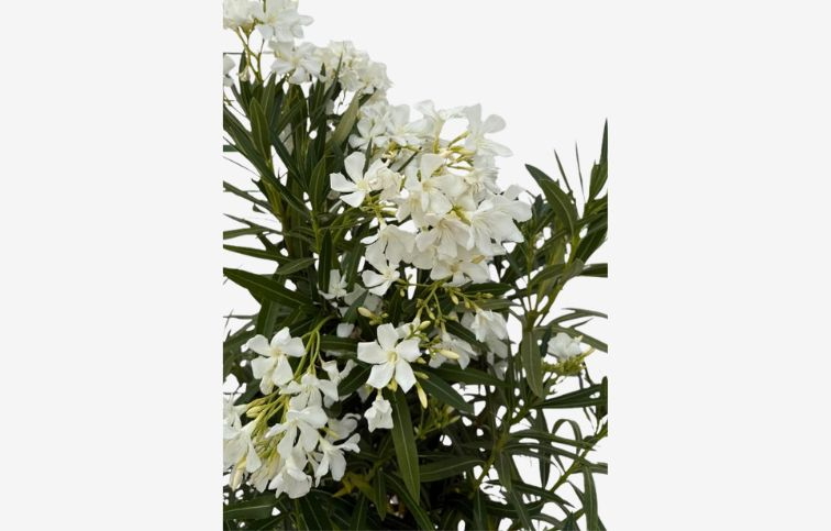 Oleander biely 110-130 cm, kont. 18 l