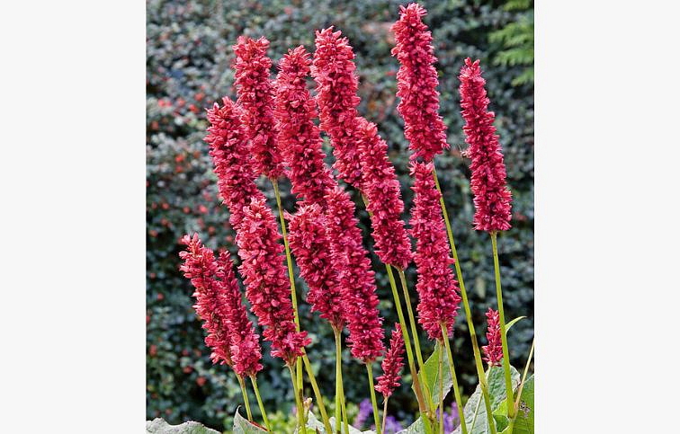 Horčiak JS Caliente - Persicaria amplexicaulis, kont. 1 l