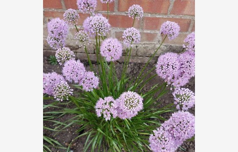 Okrasný cesnak In Orbit, kont. p11