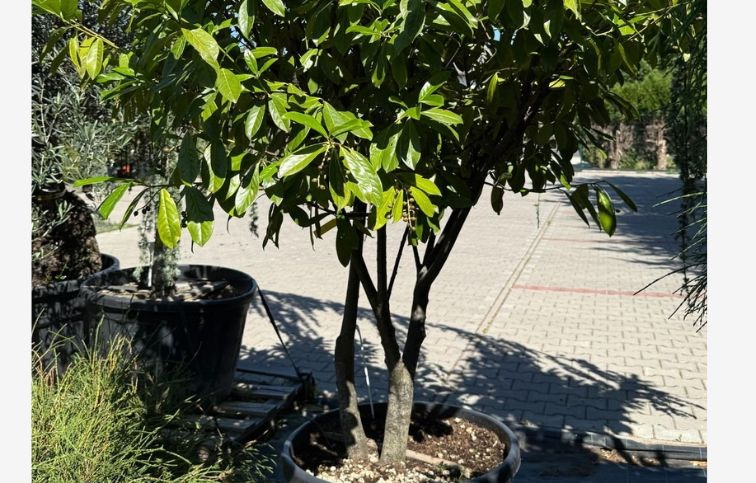 Vavrínovec lekársky Novita multikmeň 180-200cm, kont. 130 l