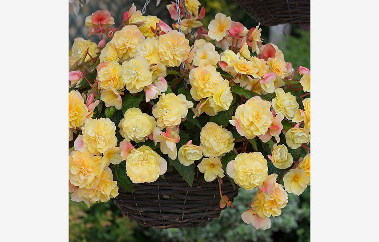 Begónia Sweet Spice Yellow, kont. 0,7 l