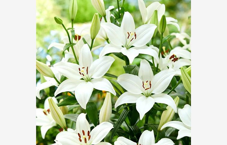 Ľalia Bright Diamond - Lilium, kont. p11