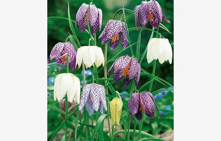 Korunkovka strakatá - Fritillaria meleagris, kont. p10