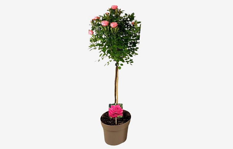 Ruža na cca 40cm kmienku ružová, výška 70-80cm, kont. p19