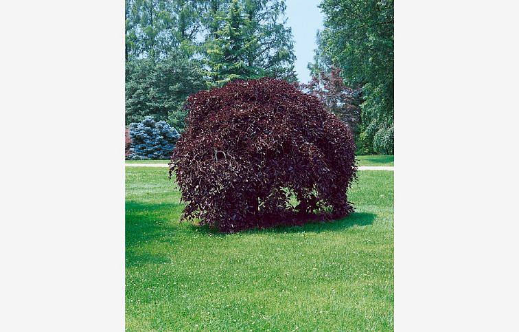 Buk lesný Purpurea Pendula na kmienku 170-190 cm, kont. C4