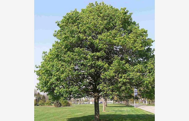 Javor horský na kmienku, výška 250-350cm, obvod kmeňa 10-12cm, kont. 30 l