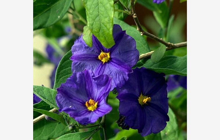 Enciánový stromček Blue Fountain na kmienku 60-70 cm, kont. p19