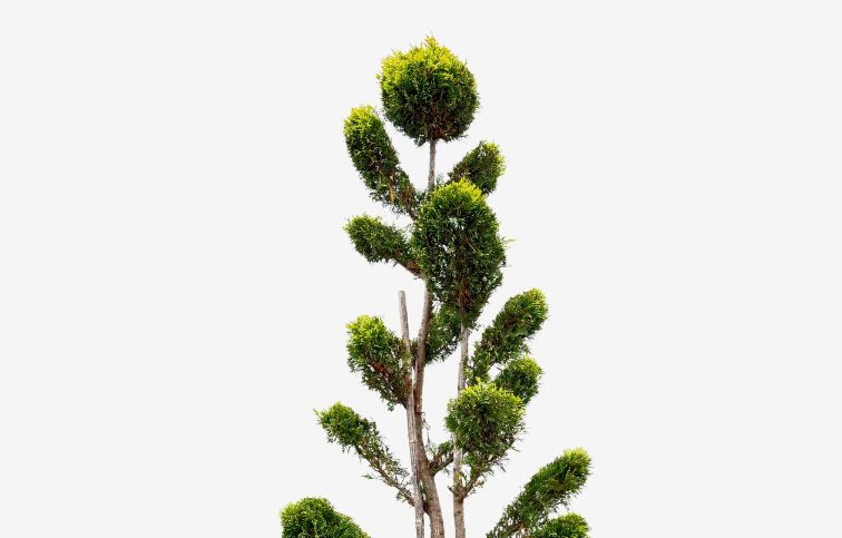 Cyprusovec leylandský Gold Rider bonsaj 180-200cm, kont. 45l