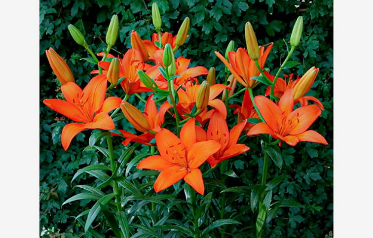 Ľalia Orange Ton - Lilium, kont. p11