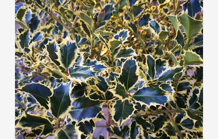 Cezmína ostrolistá Variegatum na 80-90cm kmienku, výška 120-130 cm, kont. 18 l