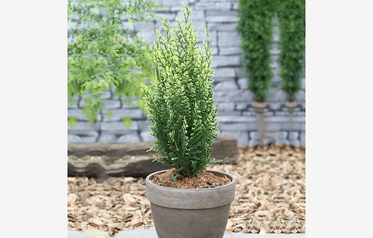 Cypruštek Lawsonov White Spot 80-100 cm, kont. 3 l