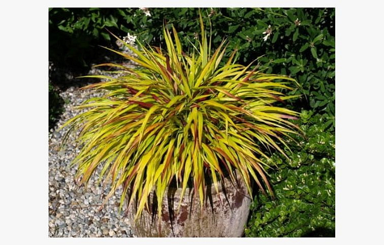 Rákosovka veľká Mulled Wine - Hakonechloa macra, kont. 1 l