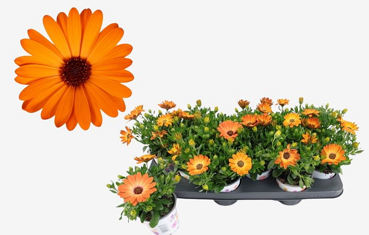 Africká sedmokráska Orange - Osteospermum, kont. p10,5